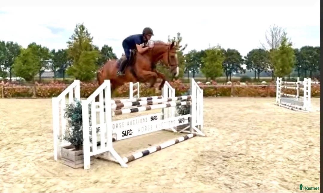 Hoppning hästar till salu: Läromästare 🐴 - Annons 1