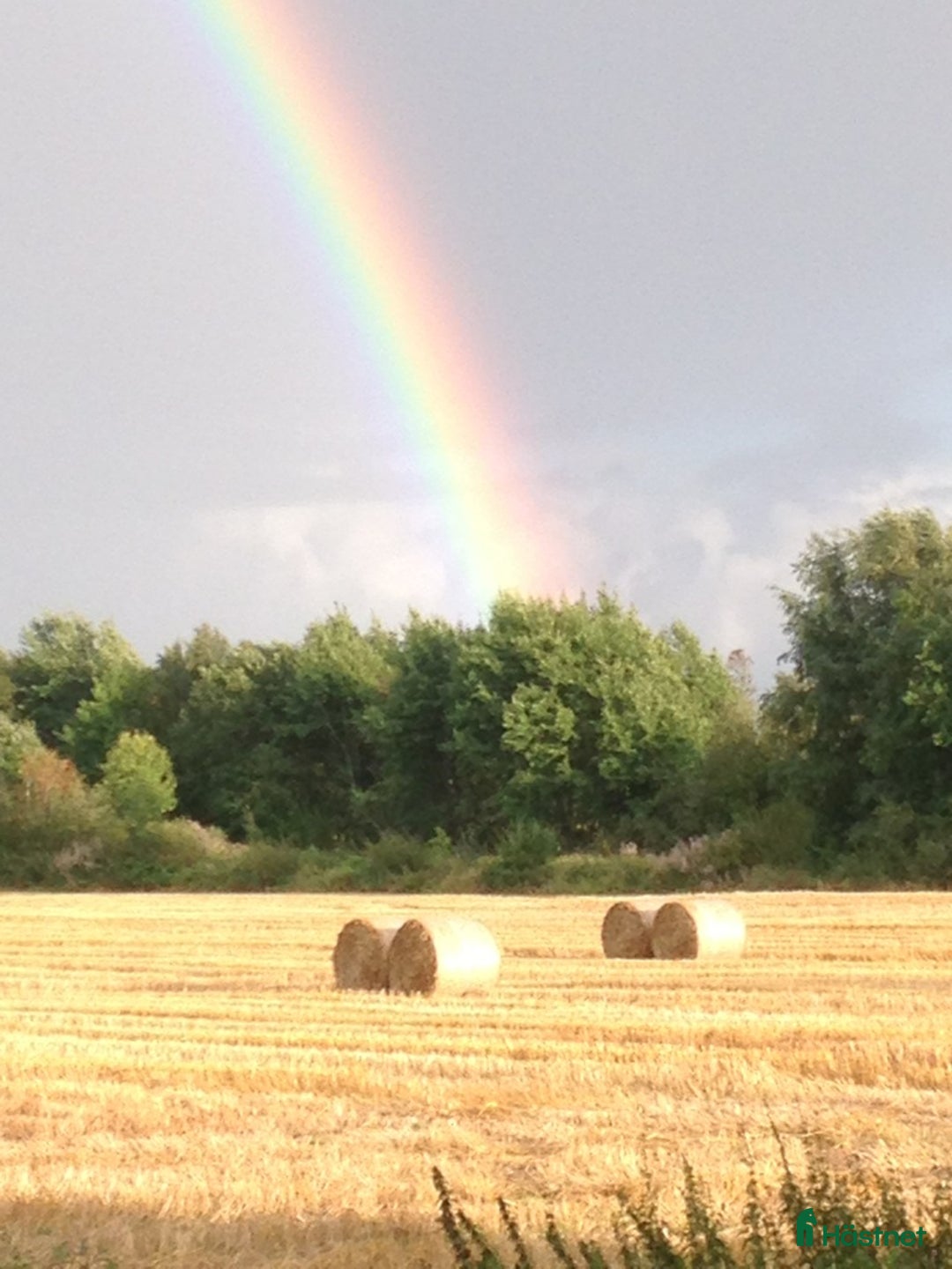 Allround hästar sökes: Bästa vän sökes i Tvååker - Annons 1
