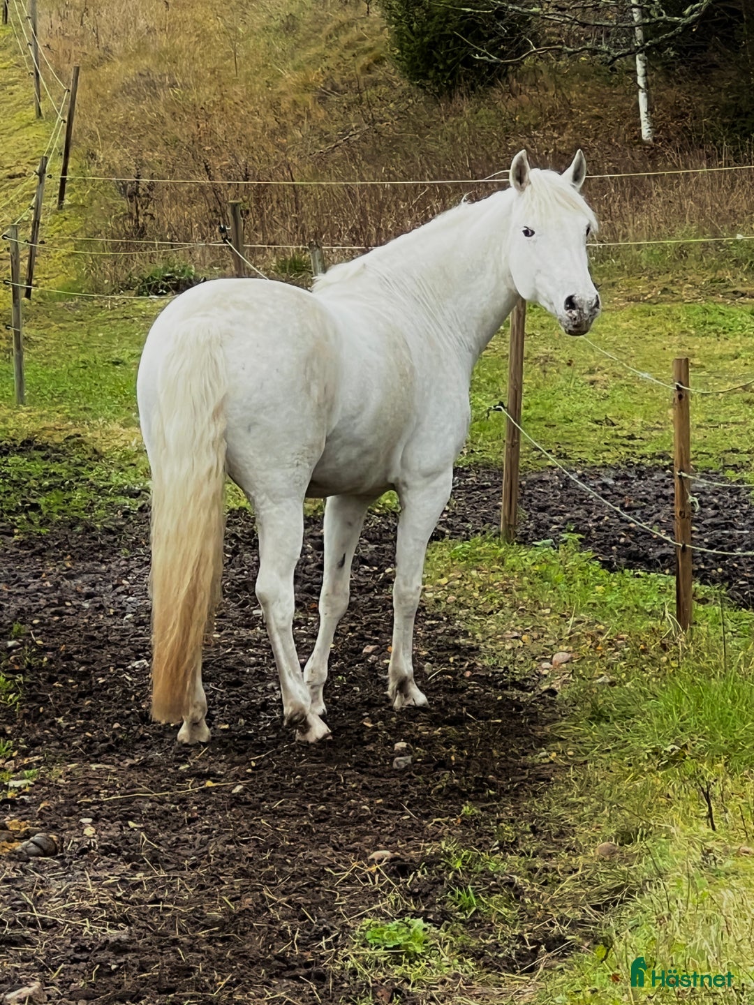 Allround hästar till salu: Connemarakorsning söker bästavän  i Eksjö - Annons 12