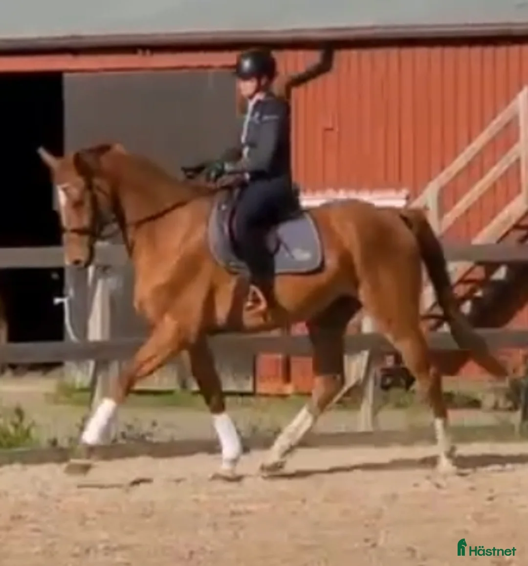 Dressyr hästar till salu: 🌟Framtidsstjärna för satsande ryttare🌟 - Annons 6