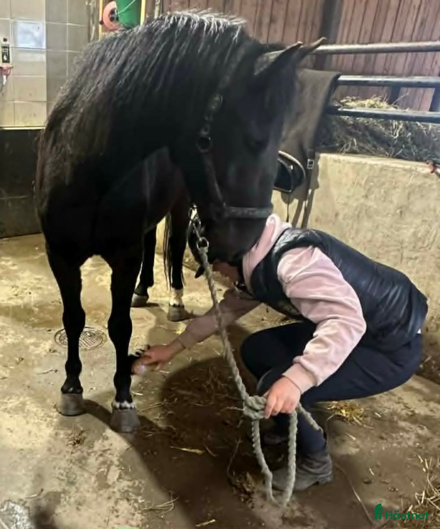  hästar Oslipad diamant - Annons 2