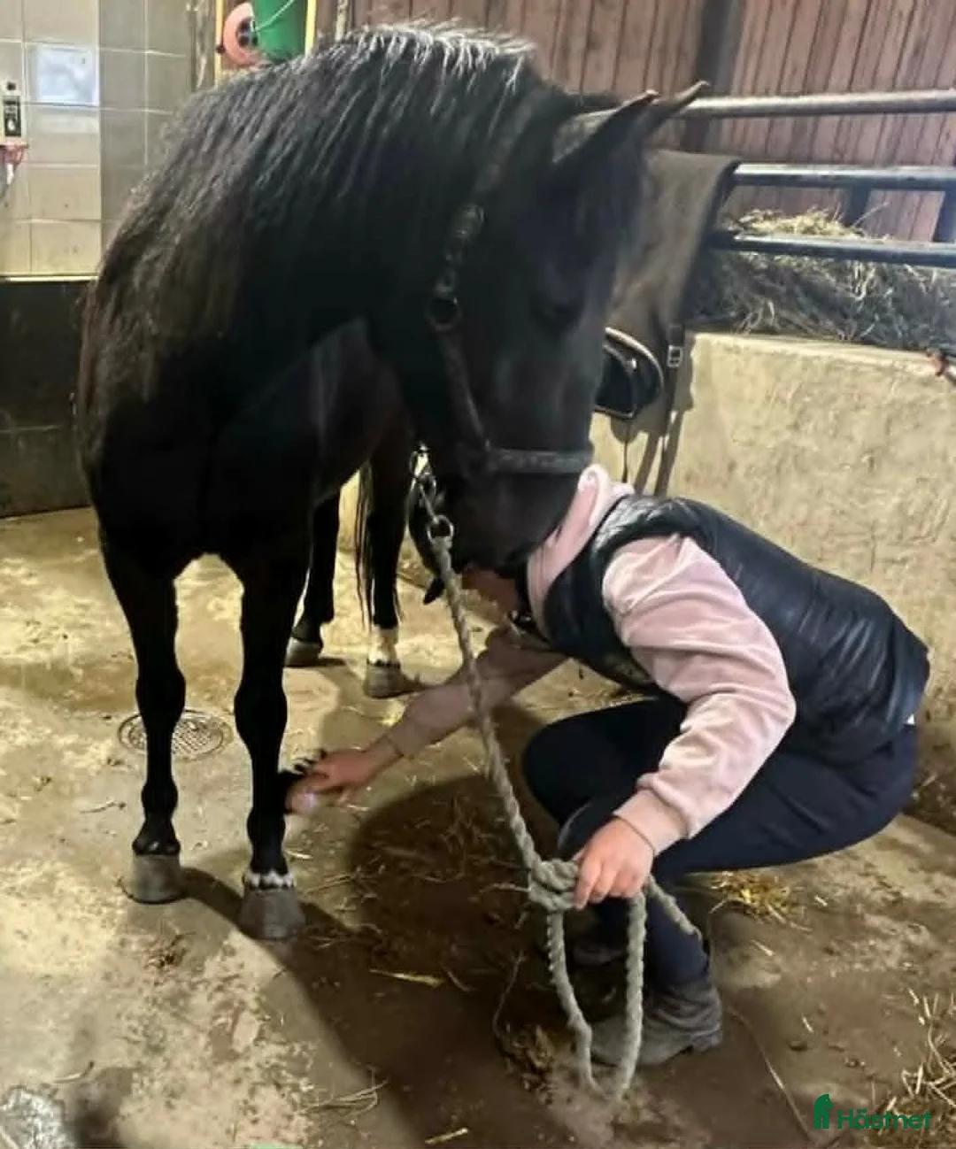 Allround hästar till salu: Oslipad diamant - Annons 2