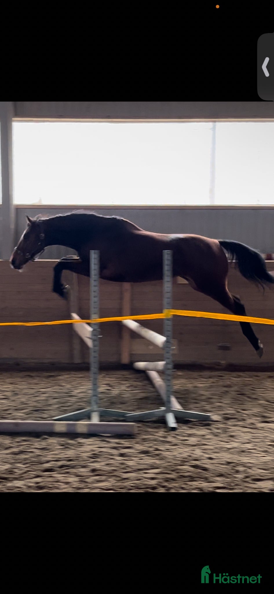  hästar Tävling/mor o dotter/ridskola - Annons 17