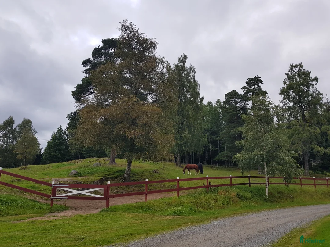  stallplats finnes: Stallplats i lugnt litet stall - Annons 3