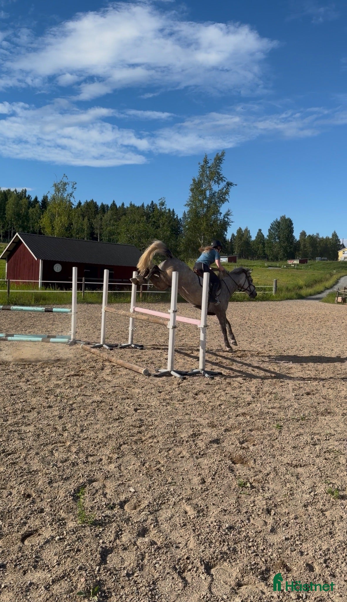  hästar Tävlingsponny  - Annons 16