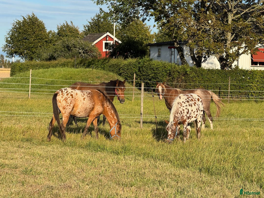  hästservice finnes: Julklappstips! Ridläger sommaren 2026 i Lidköping - Annons 24