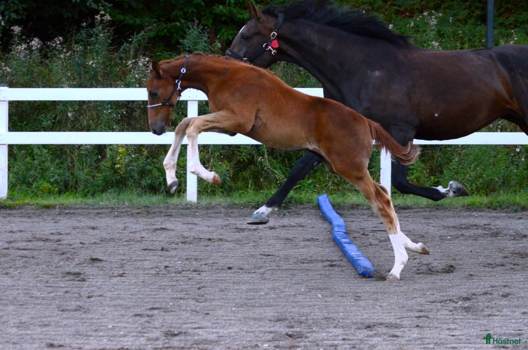 Hoppning hästar till salu: Hingstföl E Kathmandu ES Z i Sorunda - Annons 7