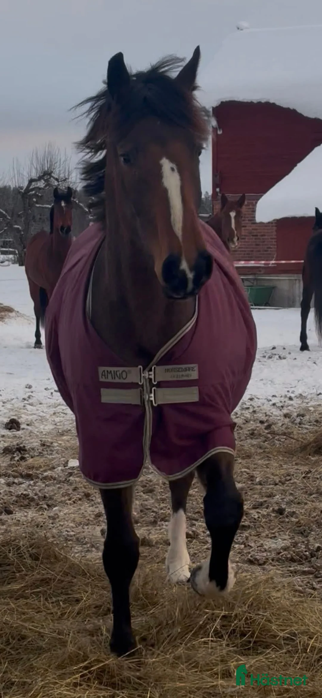 Hoppning hästar till salu: Lovande 1 klass sto i Stora Skedvi - Annons 2