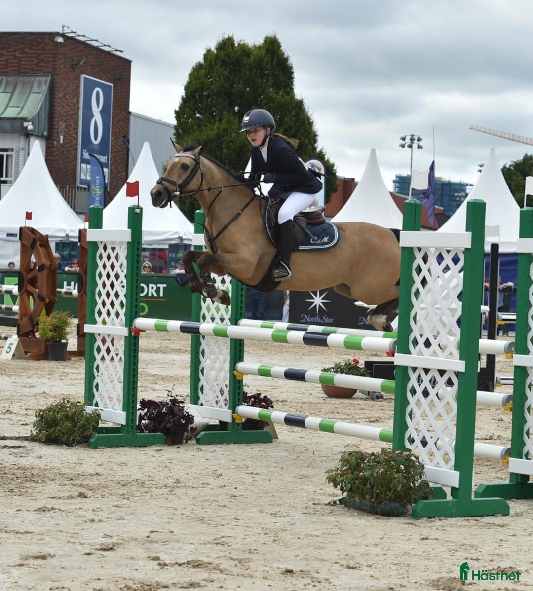 Hoppning hästar till salu: 13yr old TOP 128cm pony!!! i Stockholm - Annons 4