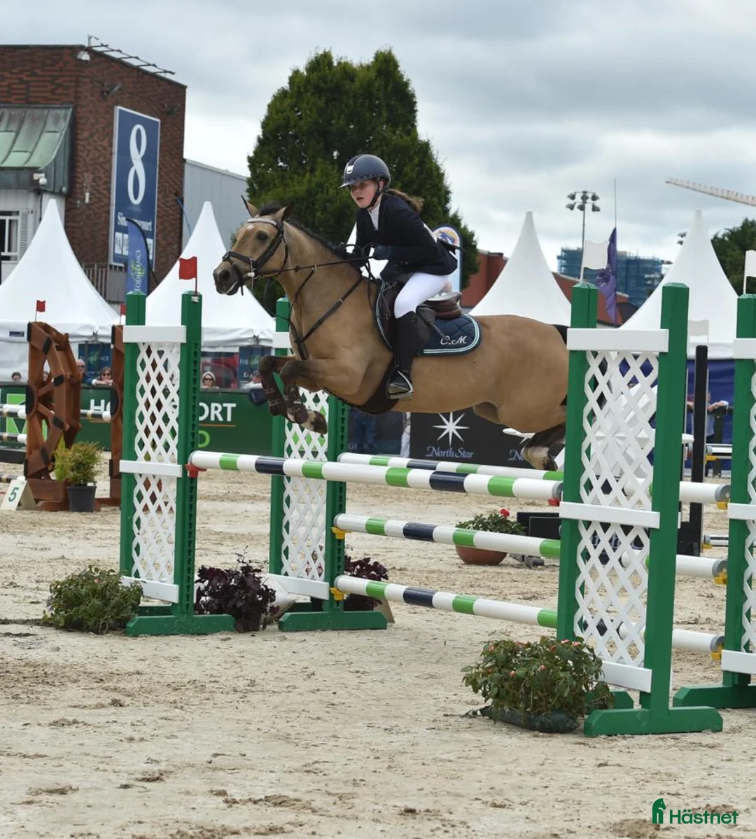 Hoppning hästar till salu: 13yr old TOP 128cm pony!!! i Stockholm - Annons 4