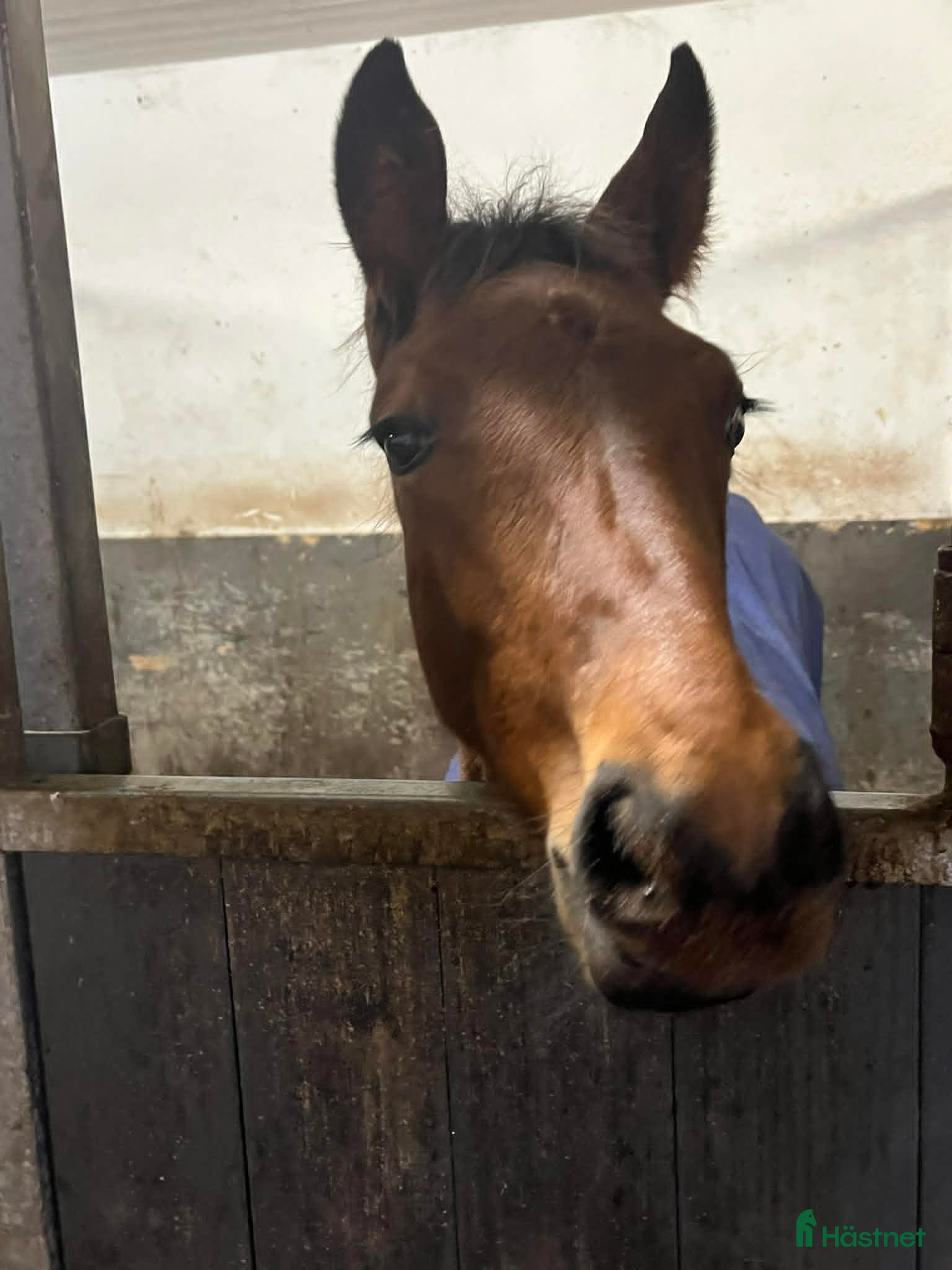  hästar Riktigt snyggt hingstföl i Kungälv - Annons 11