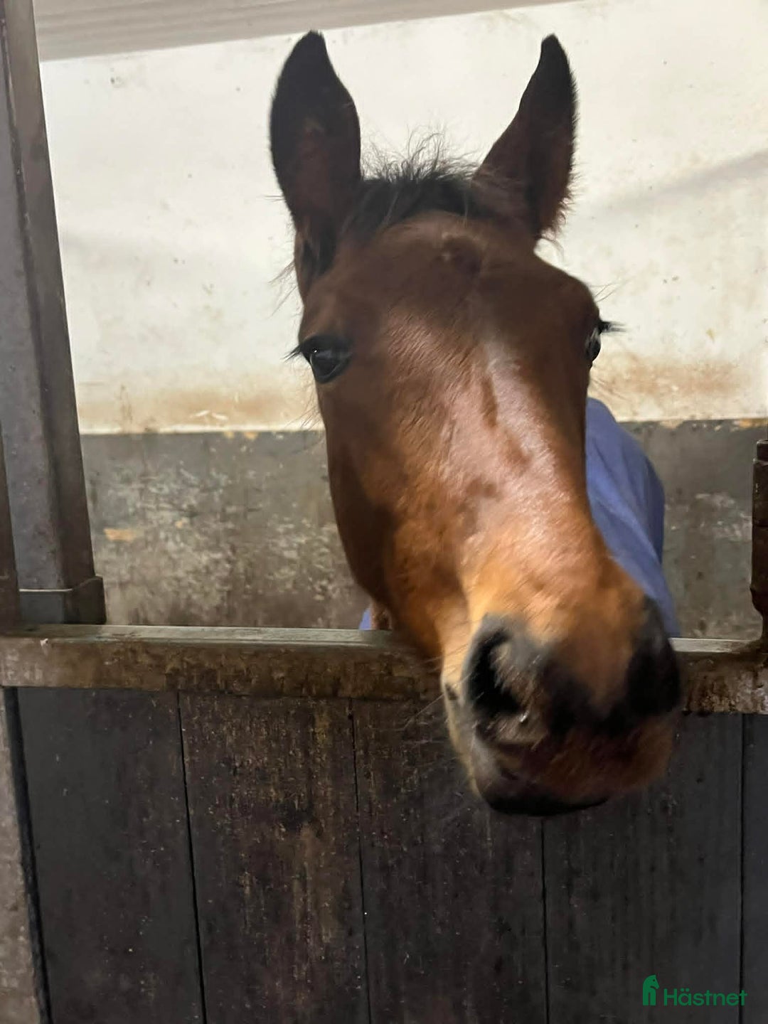 Hoppning hästar till salu: Riktigt snyggt hingstföl i Kungälv - Annons 1