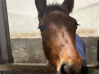 hästar Riktigt snyggt hingstföl i Kungälv - Annons 16