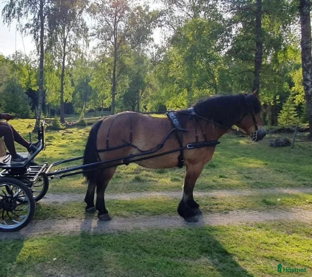 Körselar körning till salu: Bröstsele X-full - Annons 5