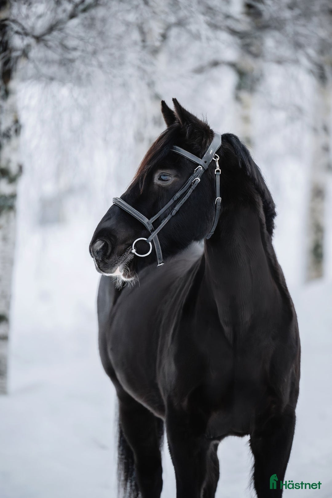 Allround hästar till salu: Drumhubbrid Joe – supersnäll irländsk valack  i Kalix - Annons 2