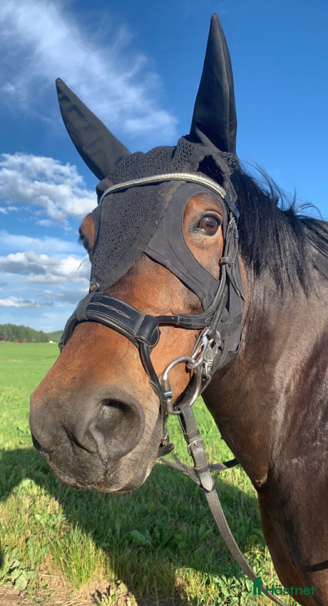 Övrig Hästutrustning hästutrustning till salu: Fenwick Huva & Toggi Columbus Boots i Hedemora - Annons 2