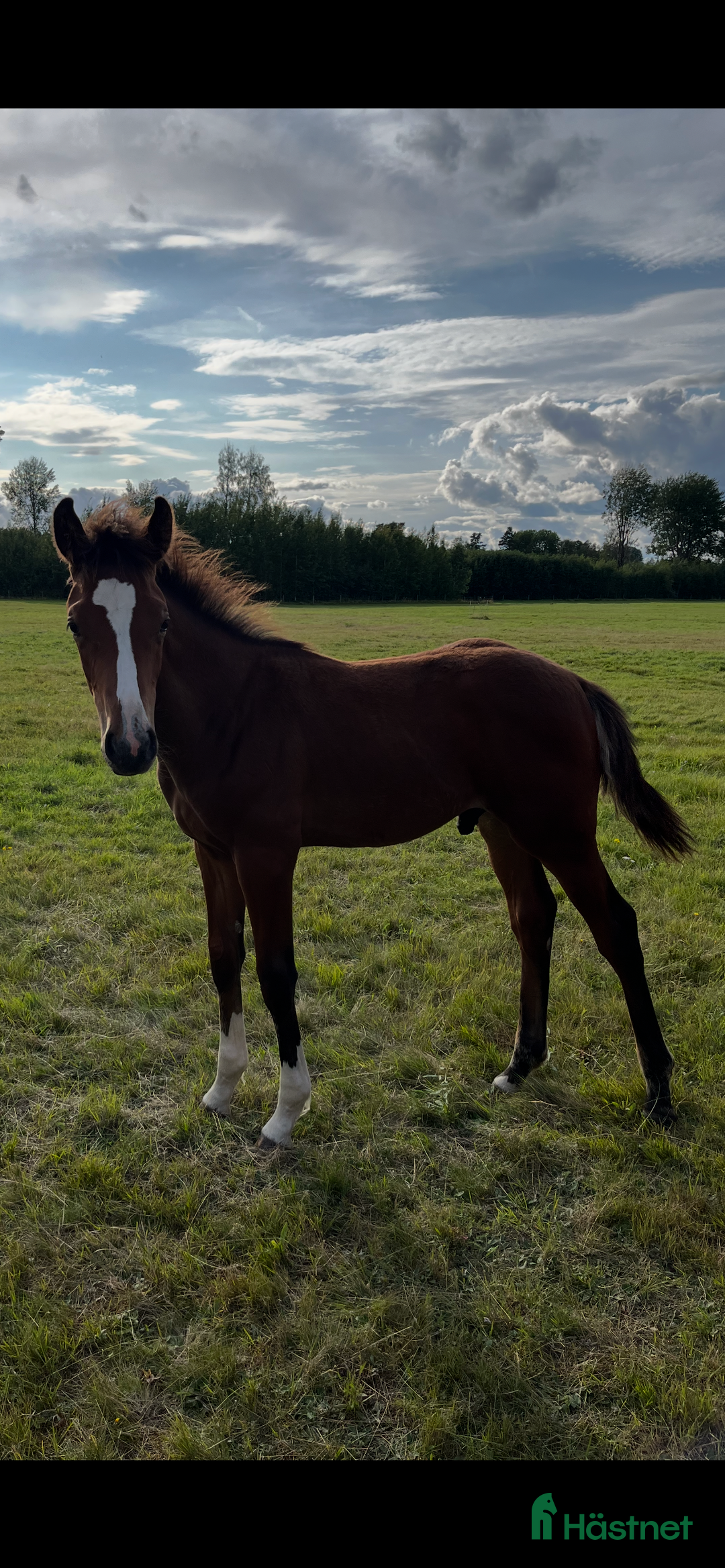 Hoppning hästar till salu: Fantastiskt föl i Årsunda - Annons 2