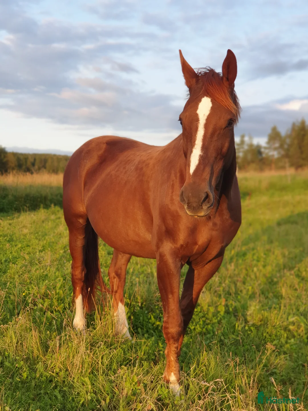 Avelshästar hästar till salu: ✨ Elitstam + supermamma= svårslagen kombination ✨ - Annons 2