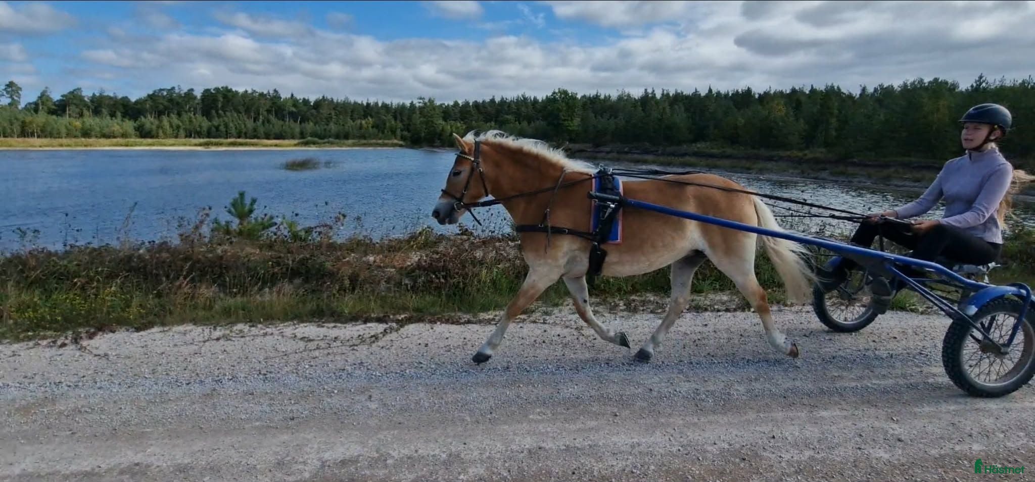  hästar Diplomsto - Annons 1