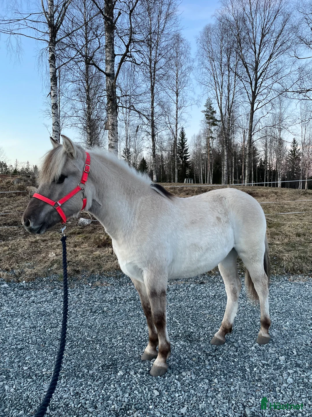 Allround hästar till salu: Intressekoll  i Hällefors - Annons 4