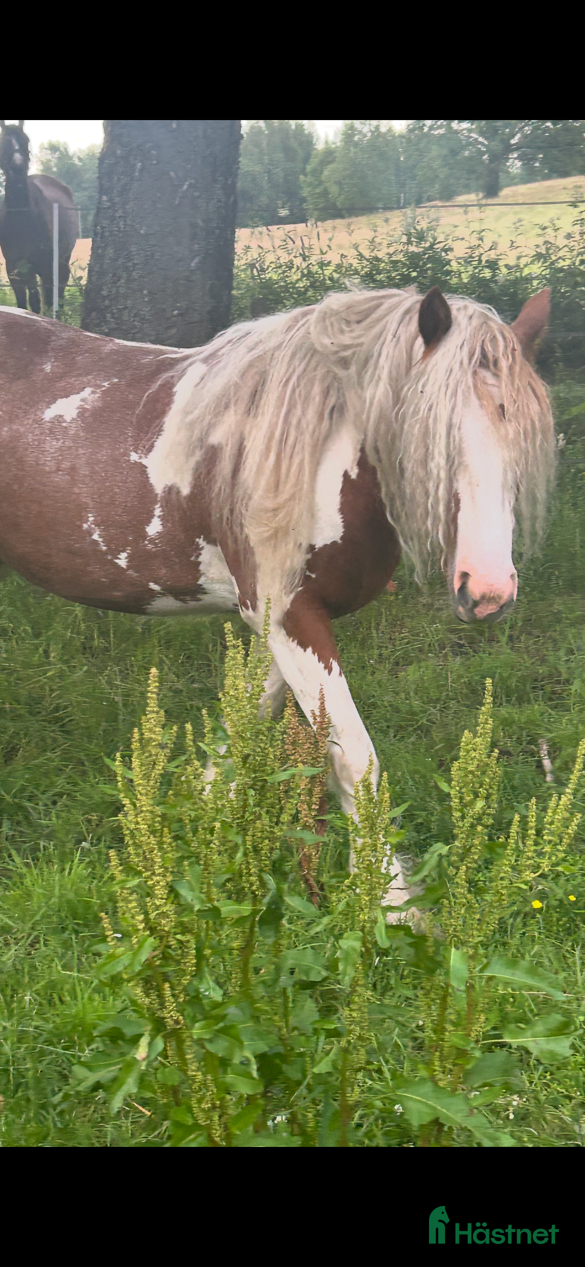  hästar Tinker i Vintrosa - Annons 7
