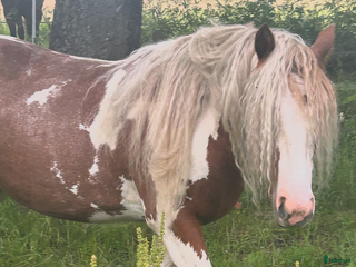 hästar Tinker i Vintrosa - Annons 14