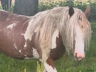 hästar Tinker i Vintrosa - Annons 7