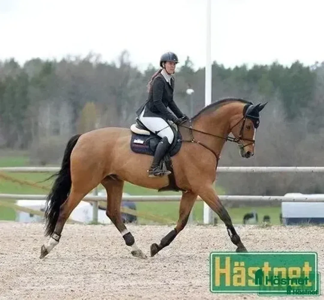  hästservice finnes: Utbildning / Problemlösning  i Västervik - Annons 1