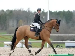 hästservice Utbildning / Problemlösning i Västervik - Annons 17