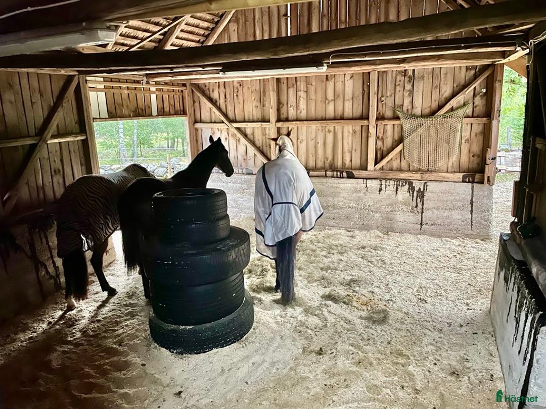  stallplats finnes: Lösdriftsplats finnes - Bjärnum i Bjärnum - Annons 5