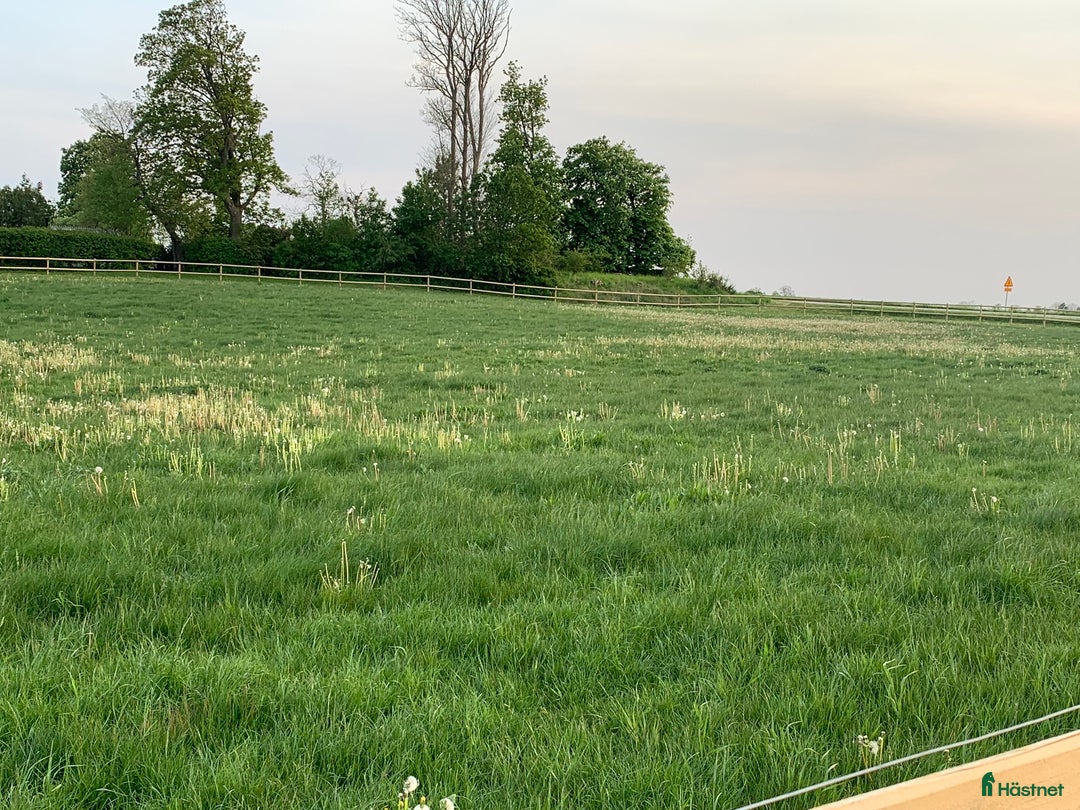  stallplats finnes: Stallplats ledig i Trelleborg - Bild 5