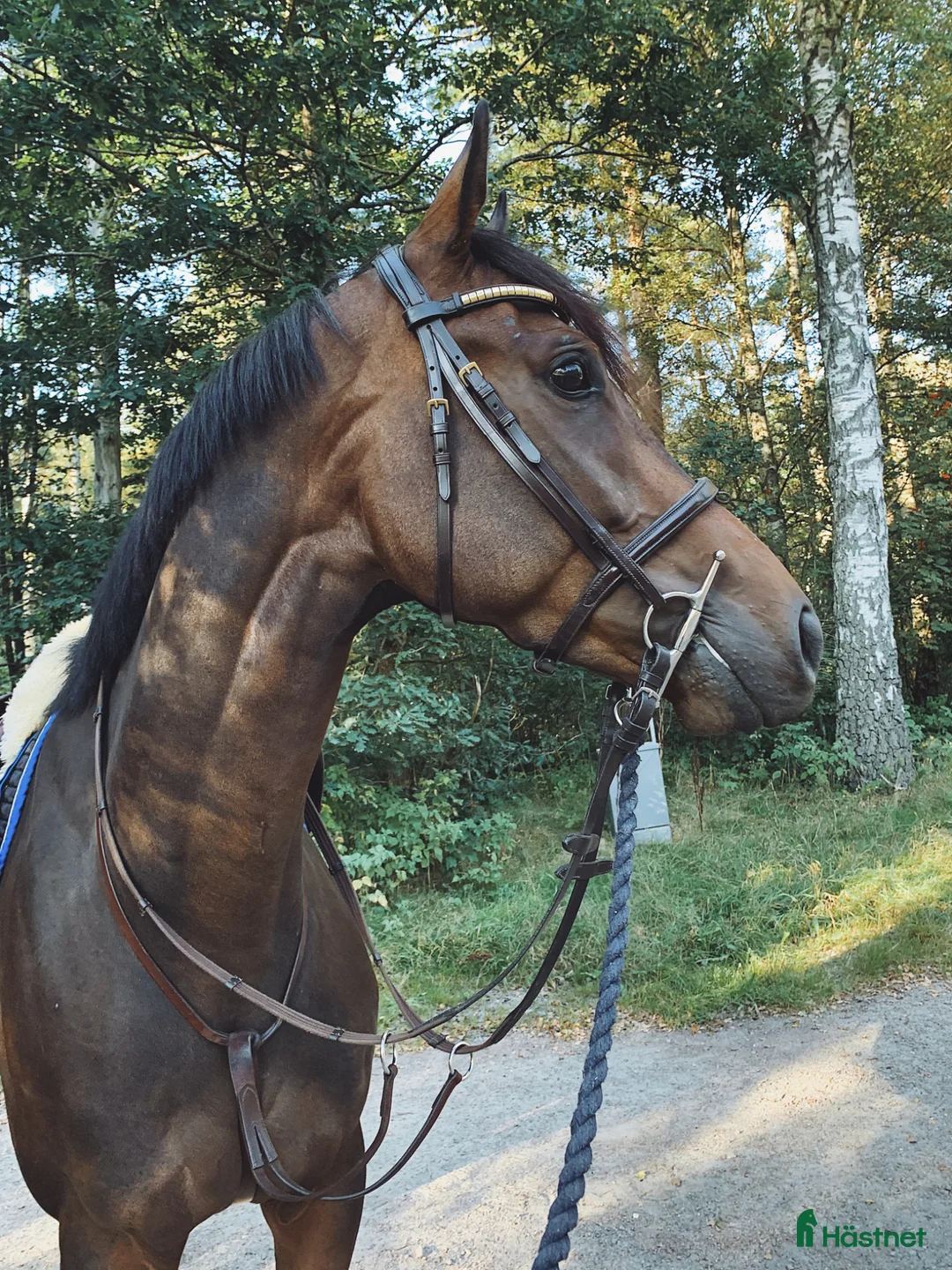 Allround hästar till salu: Världens finaste fullblod - Annons 1