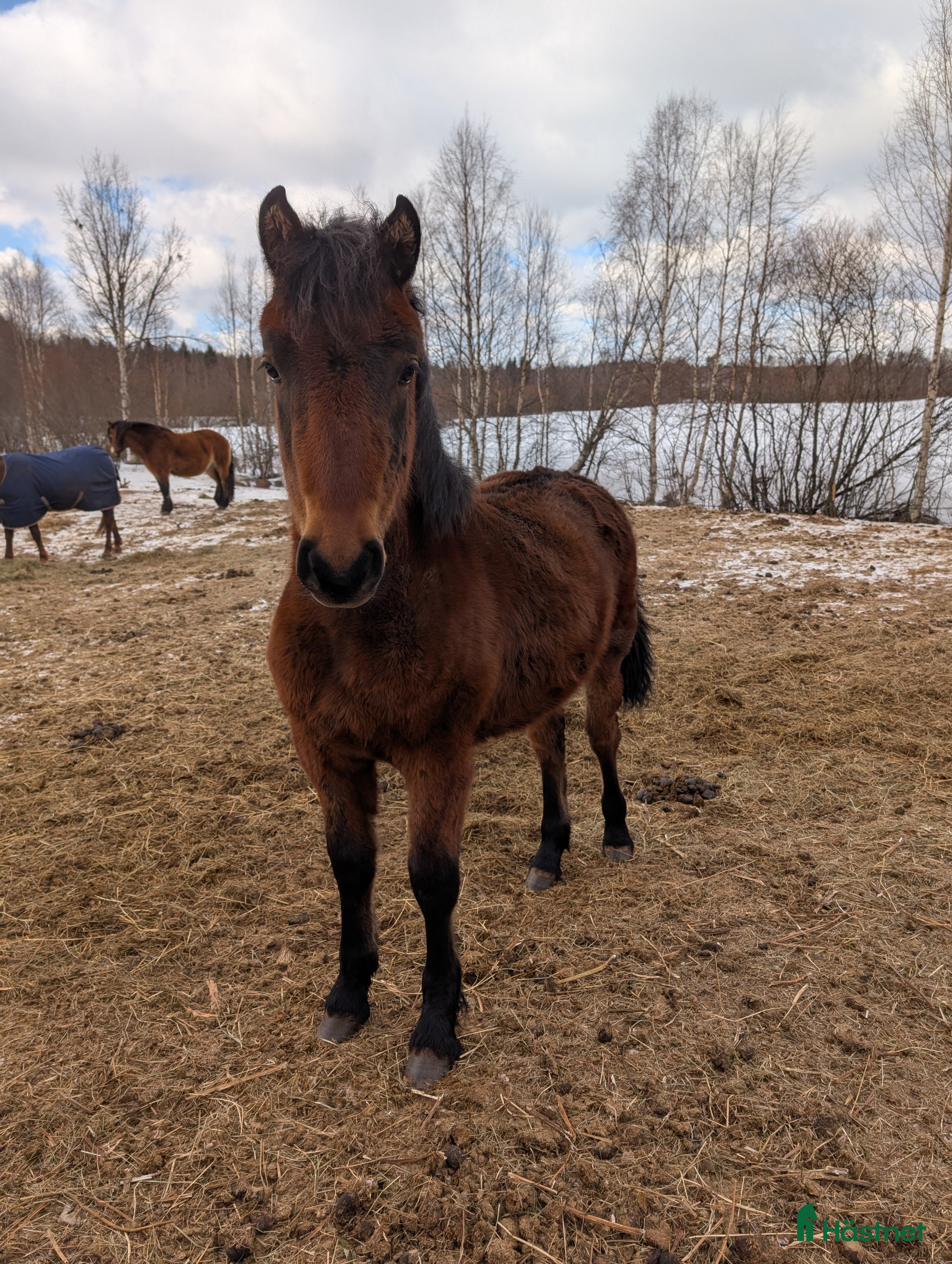  hästar Fint 2års sto, Morgan/Nordsvensk. i Piteå - Annons 6