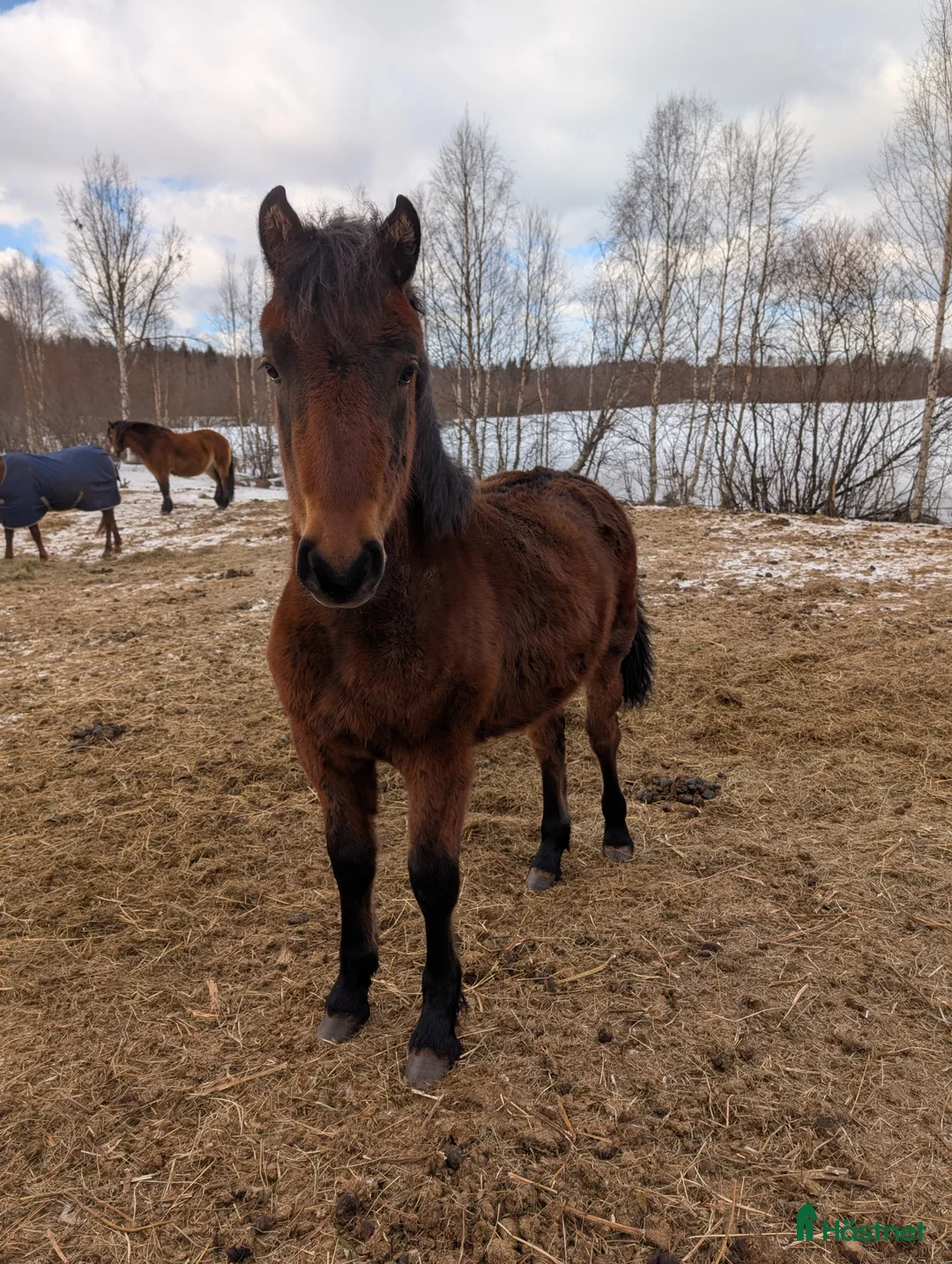Allround hästar till salu: Fint 2års sto, Morgan/Nordsvensk. i Piteå - Annons 1