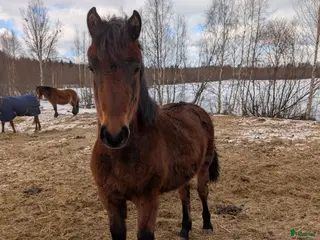 hästar Fint 2års sto, Morgan/Nordsvensk. i Piteå - Annons 6