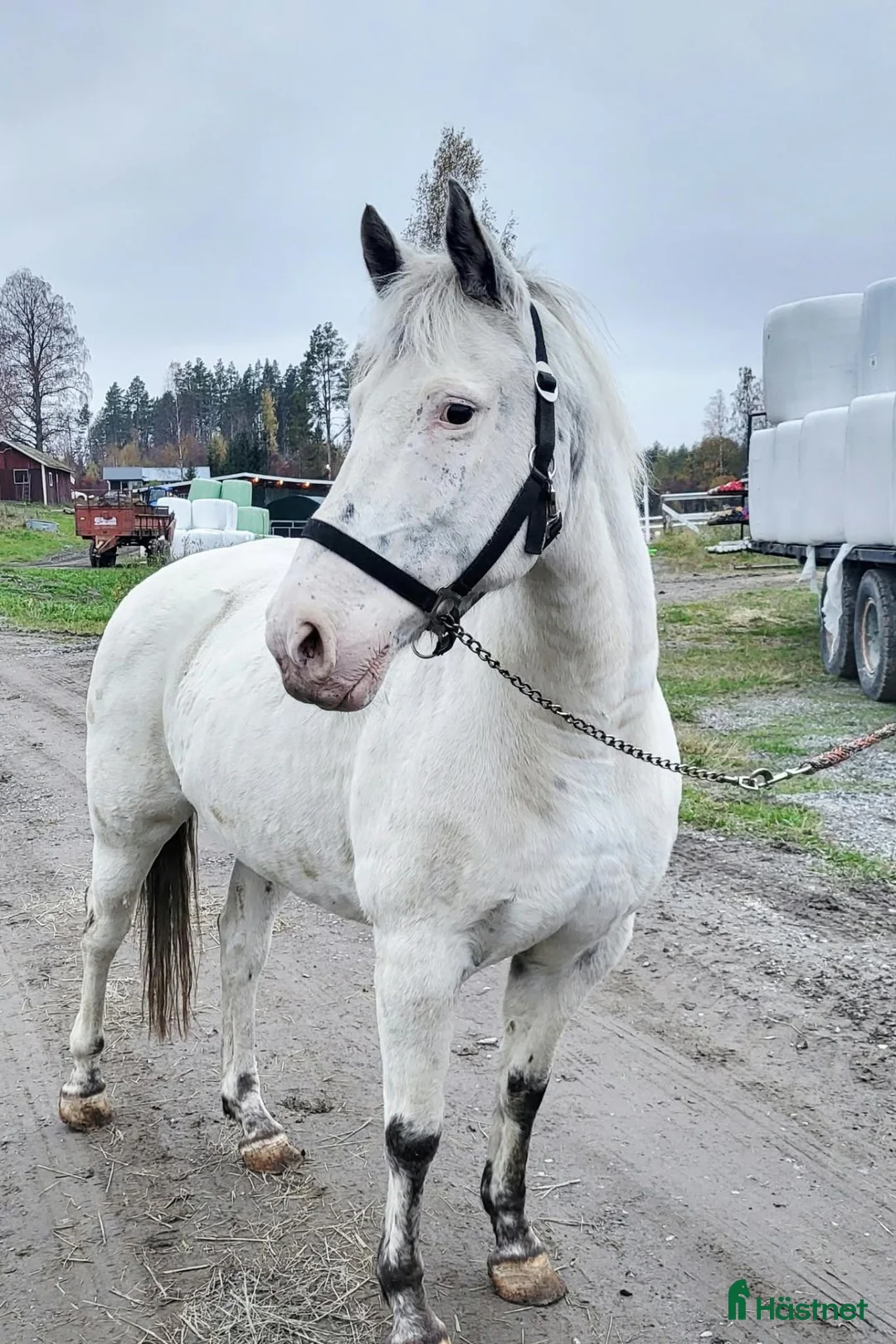 Allround hästar till salu: Charmigt sto - Annons 1