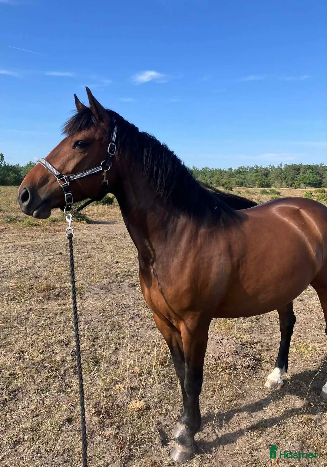 Allround hästar till salu: Allround Ponny - Annons 2
