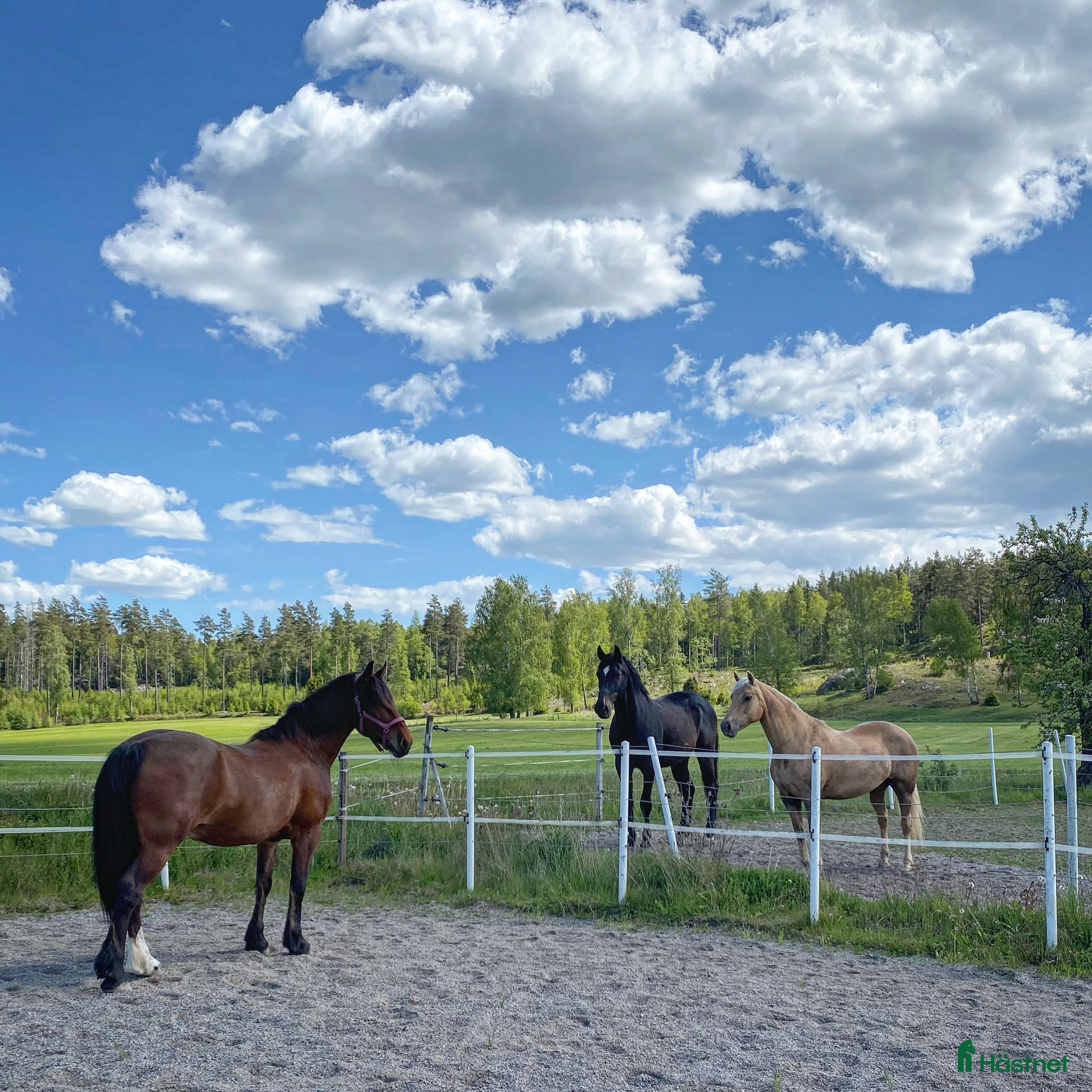  stallplats Boxplatser på Iselsta/Grödinge - Annons 1