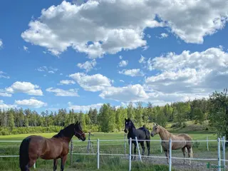stallplats Boxplatser på Iselsta/Grödinge - Annons 1