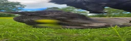Island hästar till salu: Islandshästar sto och föl - Annons 3