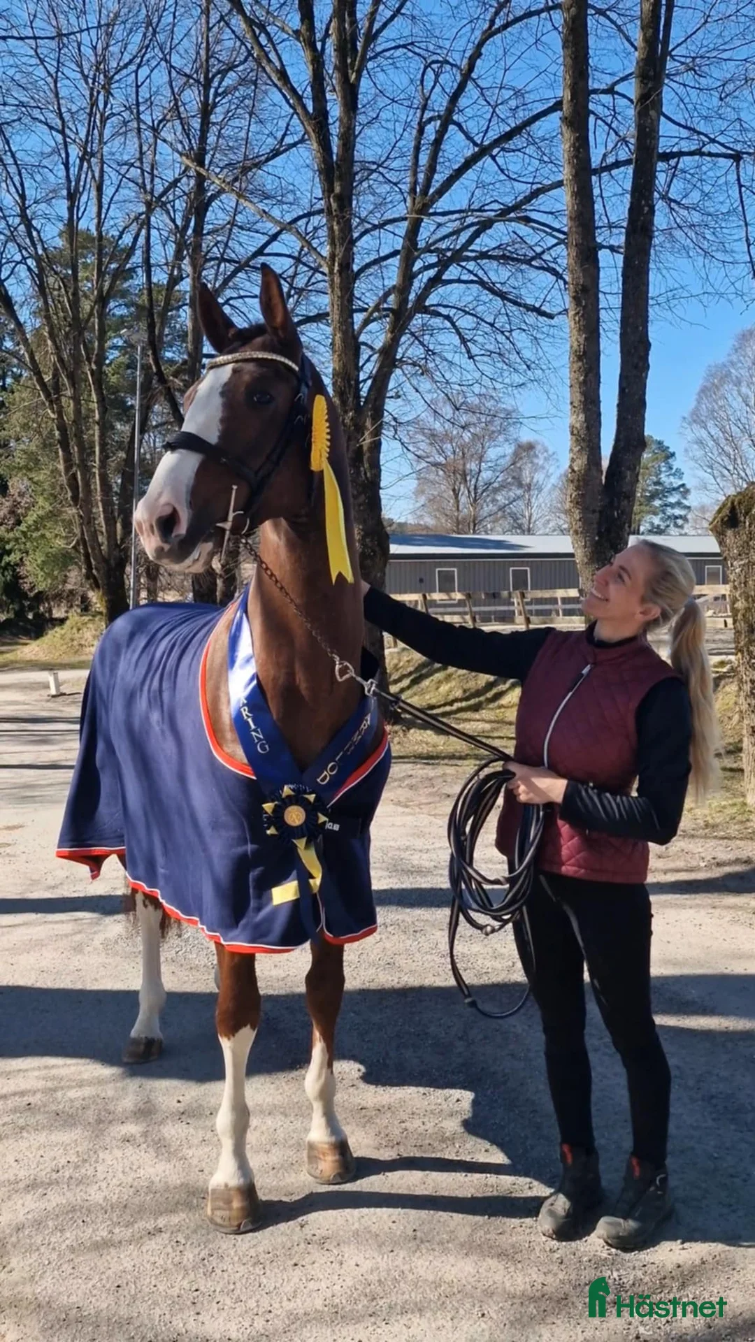 Avelshästar hästar till salu: Unghest klar for 5 års klassene - Annons 5