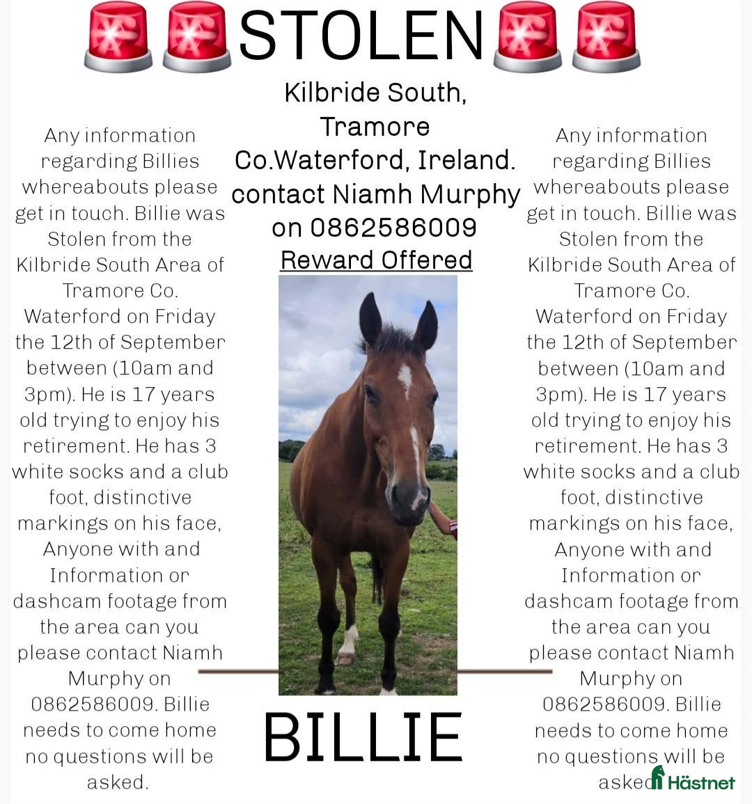  hästar Stulen i Irland i Vimmerby - Annons 6