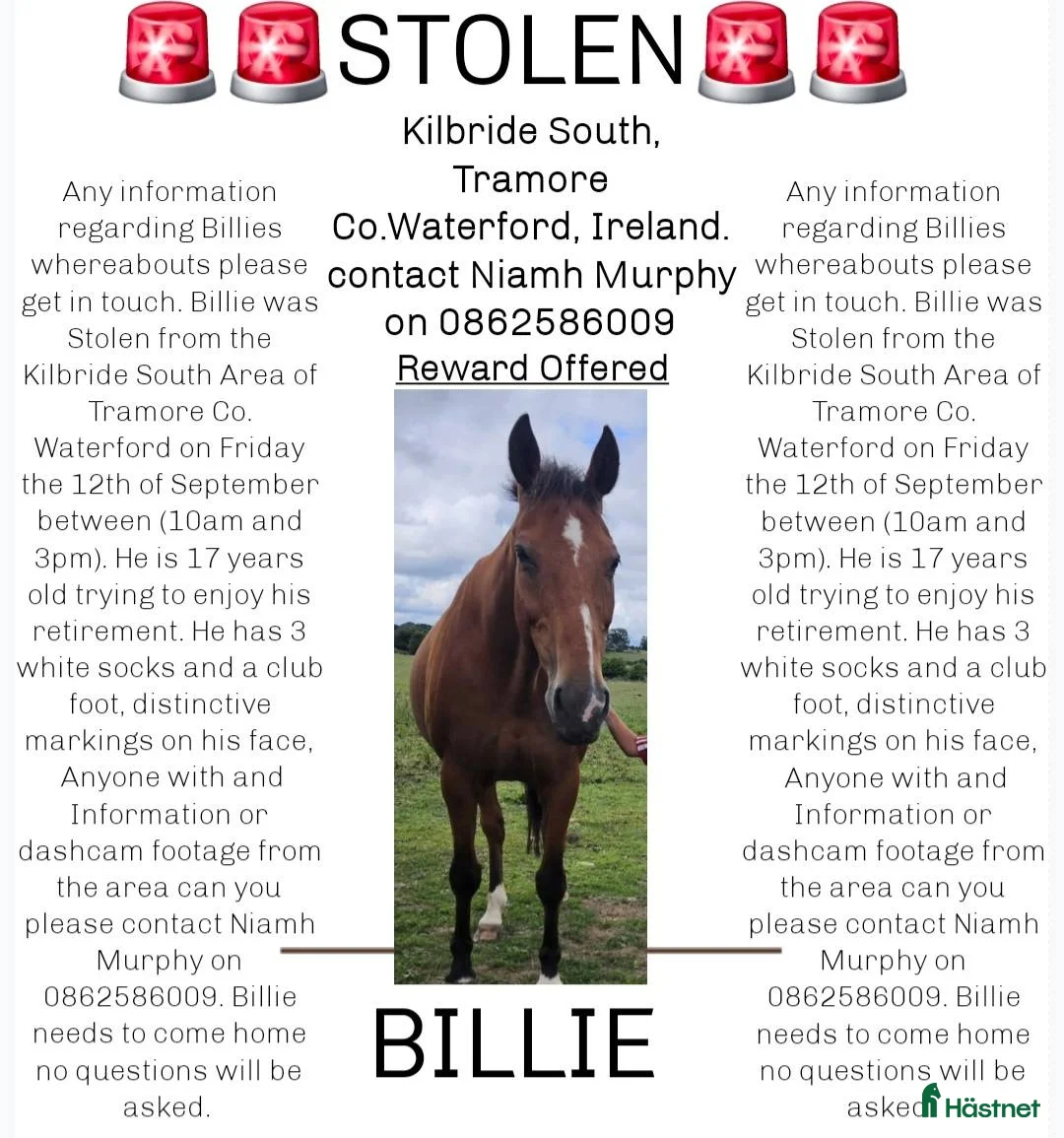 Övrigt hästar till salu: Stulen i Irland i Vimmerby - Annons 1