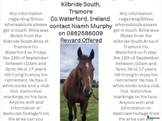 hästar Stulen i Irland i Vimmerby - Annons 6