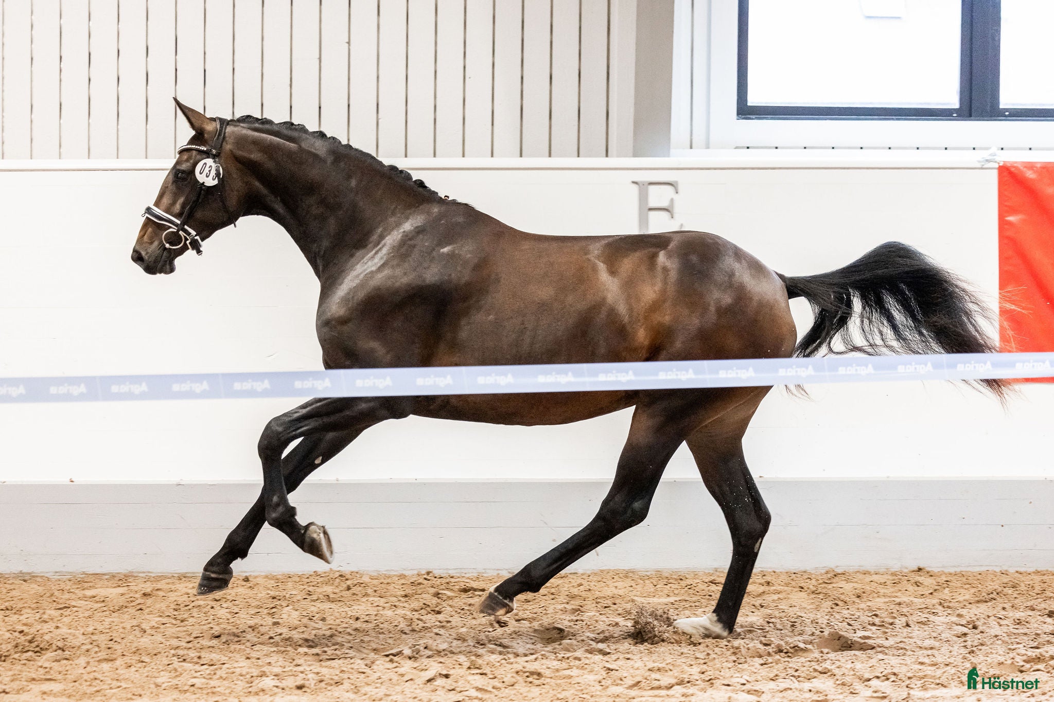  hästar Sto med kapacitet för stora klasser i Eskilstuna - Annons 6