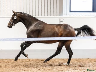 hästar Sto med kapacitet för stora klasser i Eskilstuna - Annons 17