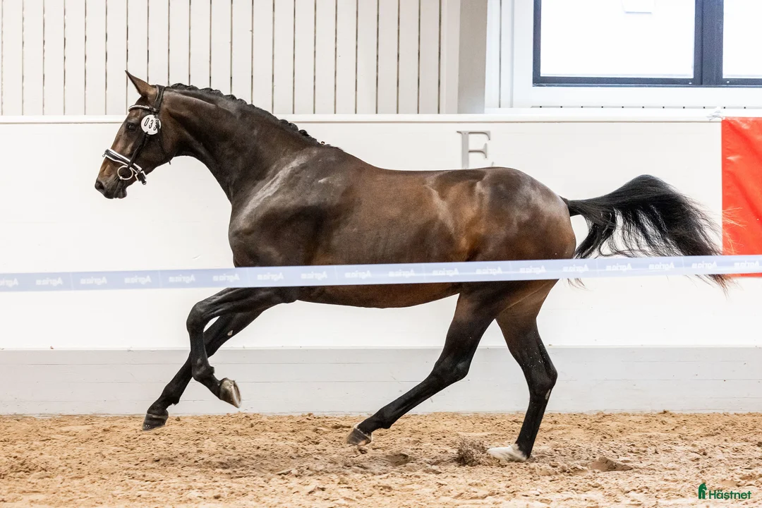 Dressyr hästar till salu: Sto med kapacitet för stora klasser i Eskilstuna - Annons 1