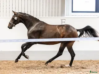 hästar Sto med kapacitet för stora klasser i Eskilstuna - Annons 13