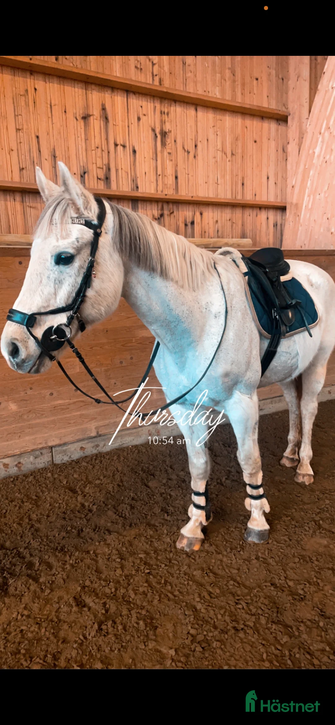 Allround hästar till salu: Fina Stella i Almunge - Annons 1