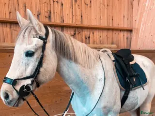 hästar Fina Stella i Almunge - Annons 1